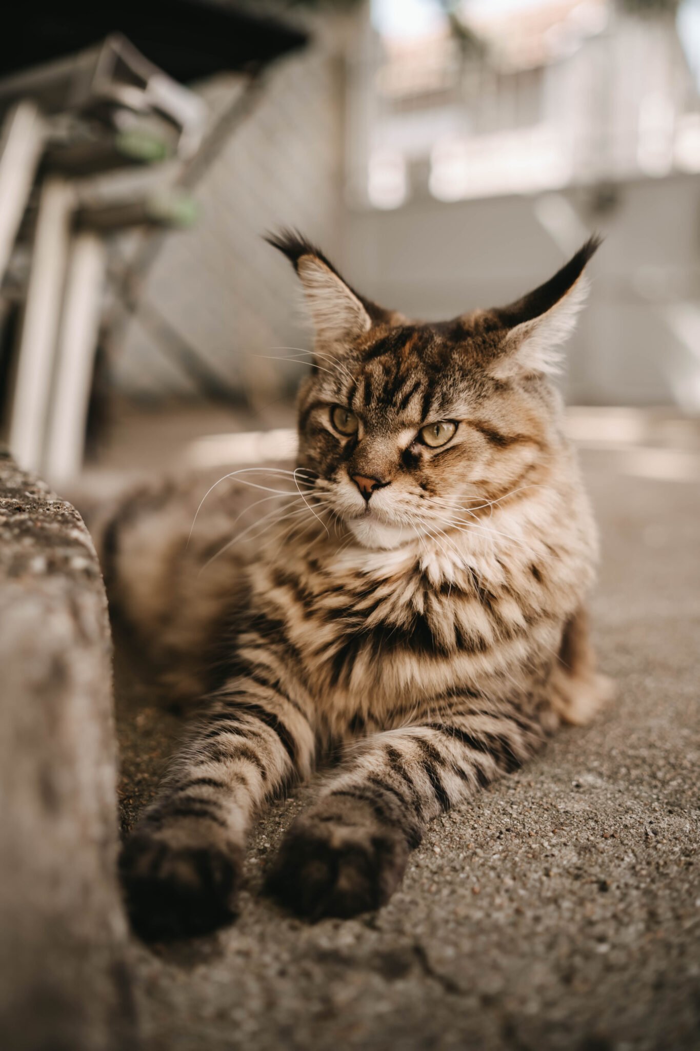 Portrait chat maine coon allongé extérieur